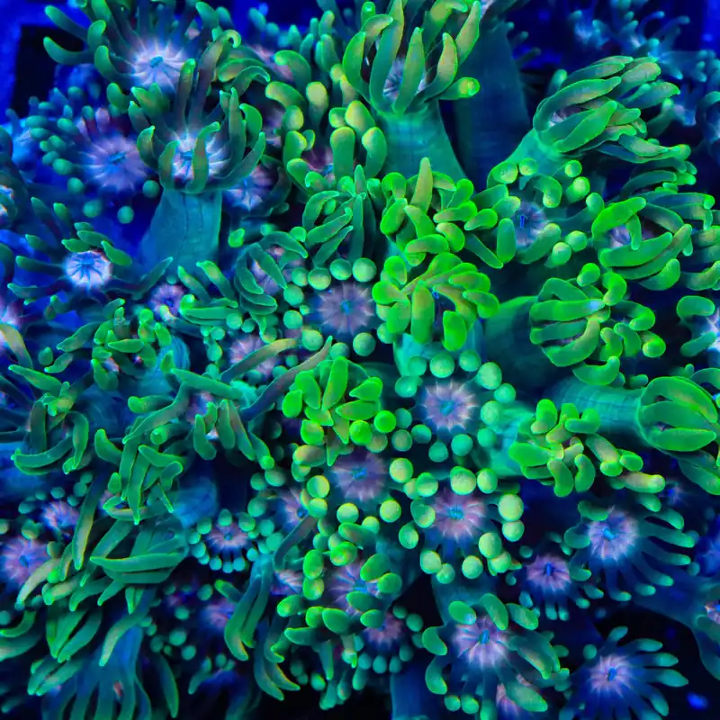 TSA Watermelon Punch Goniopora Coral - TSA Coral