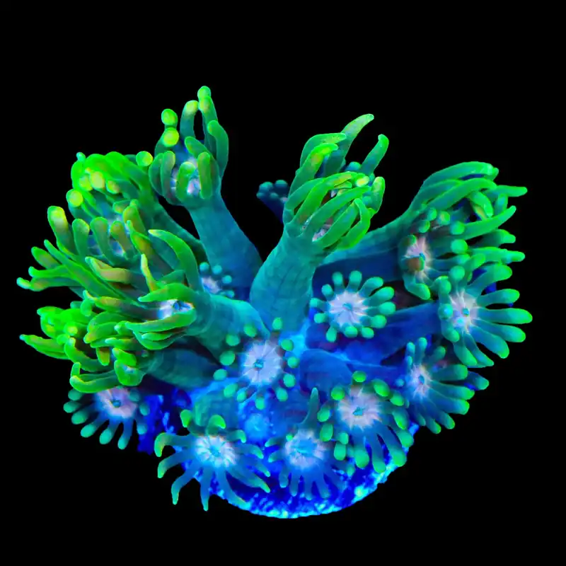 TSA Watermelon Punch Goniopora Coral - TSA Coral