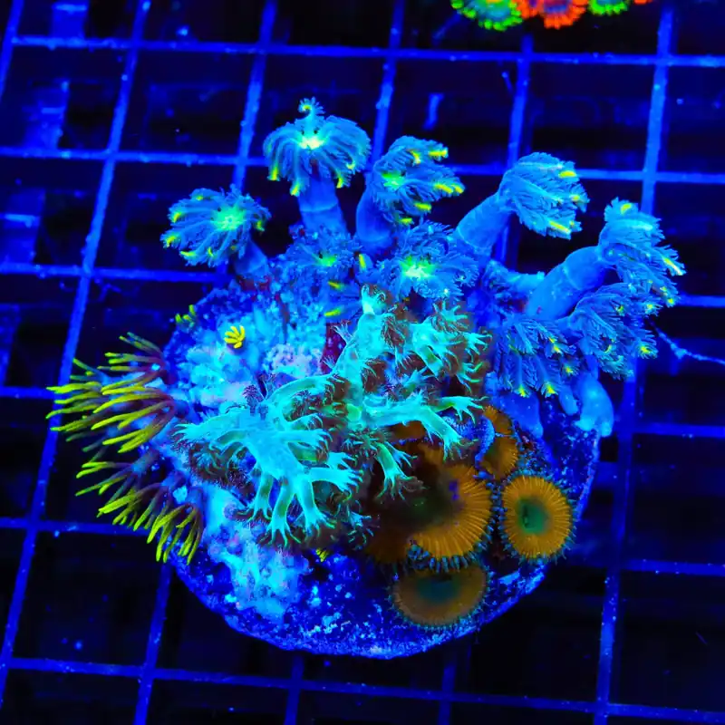 Blue Eye Green Star, Clove Polyps and Lemon Twist Zoanthids Coral - Top Shelf Aquatics