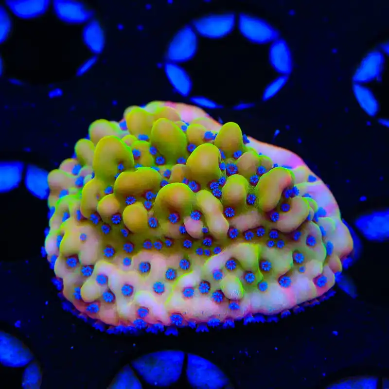TSA Beast Montipora Coral - Top Shelf Aquatics