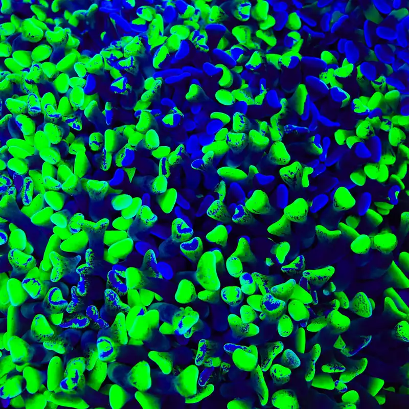 Two Tone Hammer Coral - TSA Coral