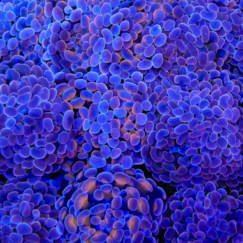 Plum Hammer Coral - TSA Coral