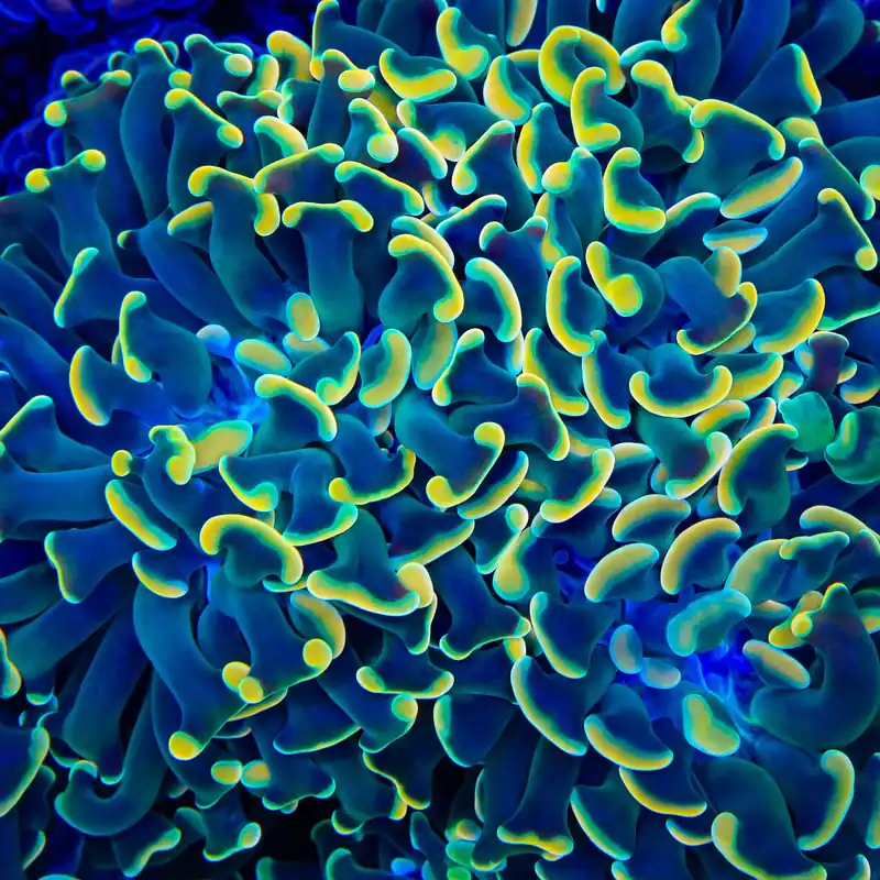 TSA Disco Hammer Coral - TSA Coral