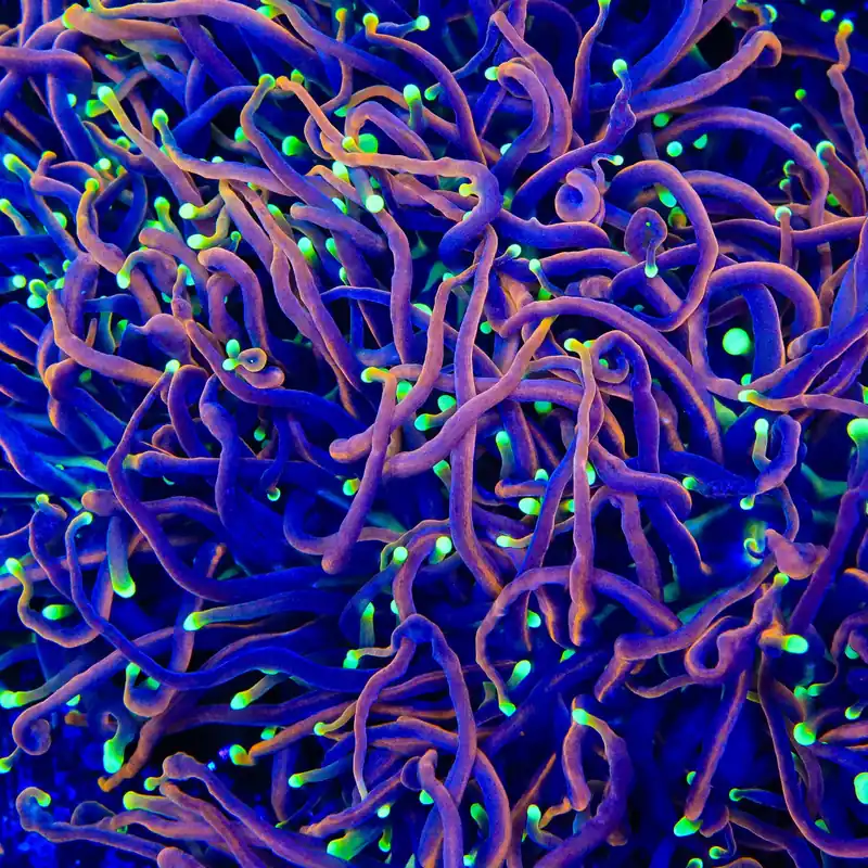 TSA Jester Insanity Torch Coral - TSA Coral