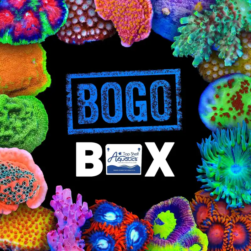 Coral BOGO Box - Top Shelf Aquatics