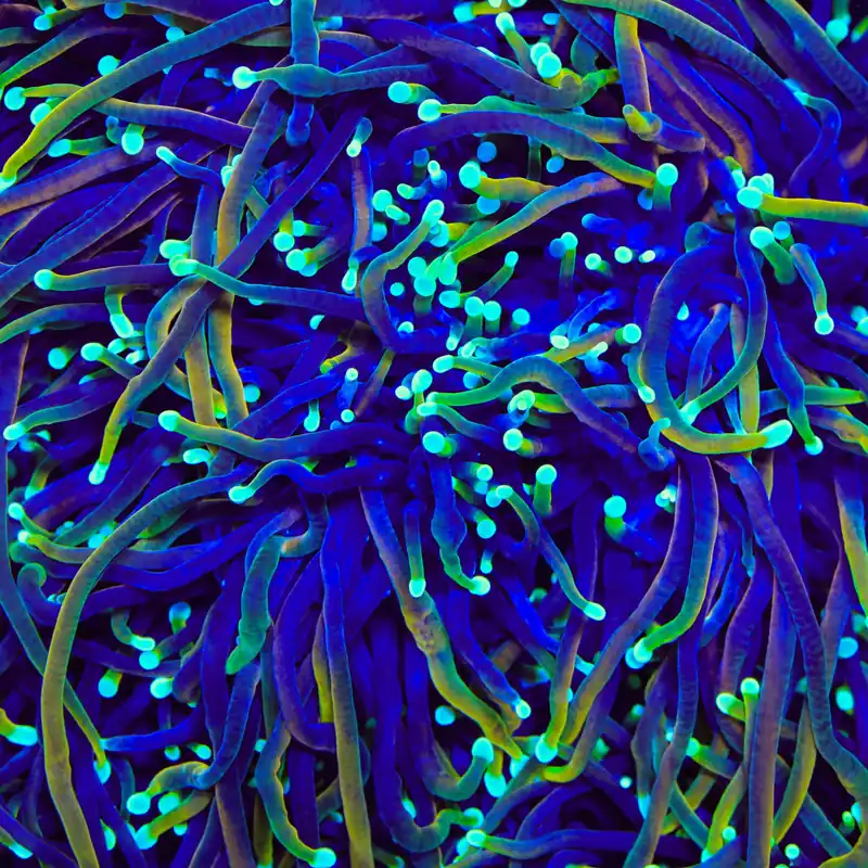 TSA Blowtorch Torch Coral - TSA Coral