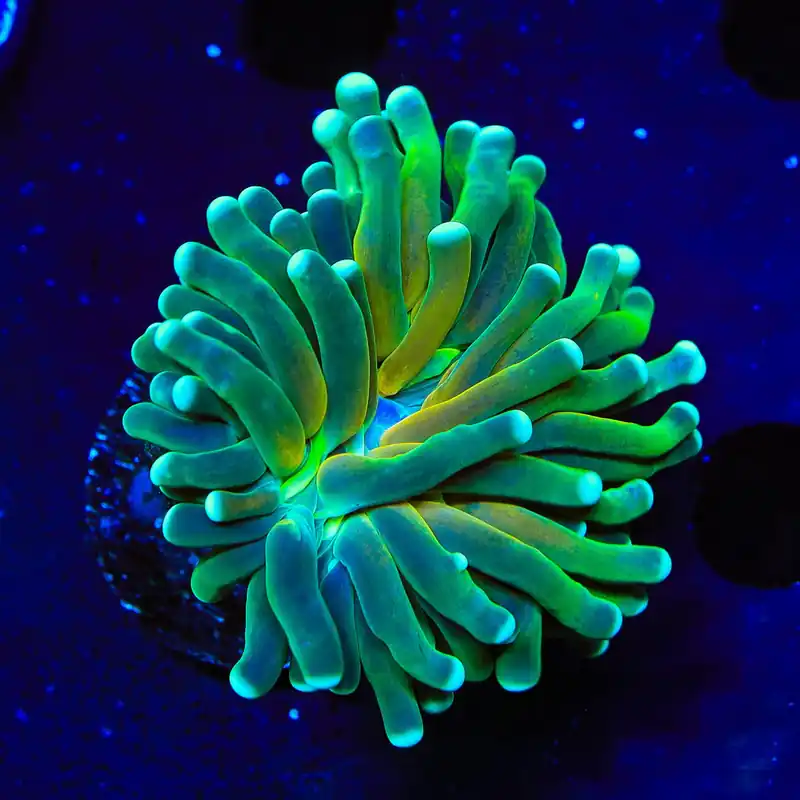 Tiger Torch Coral - Top Shelf Aquatics