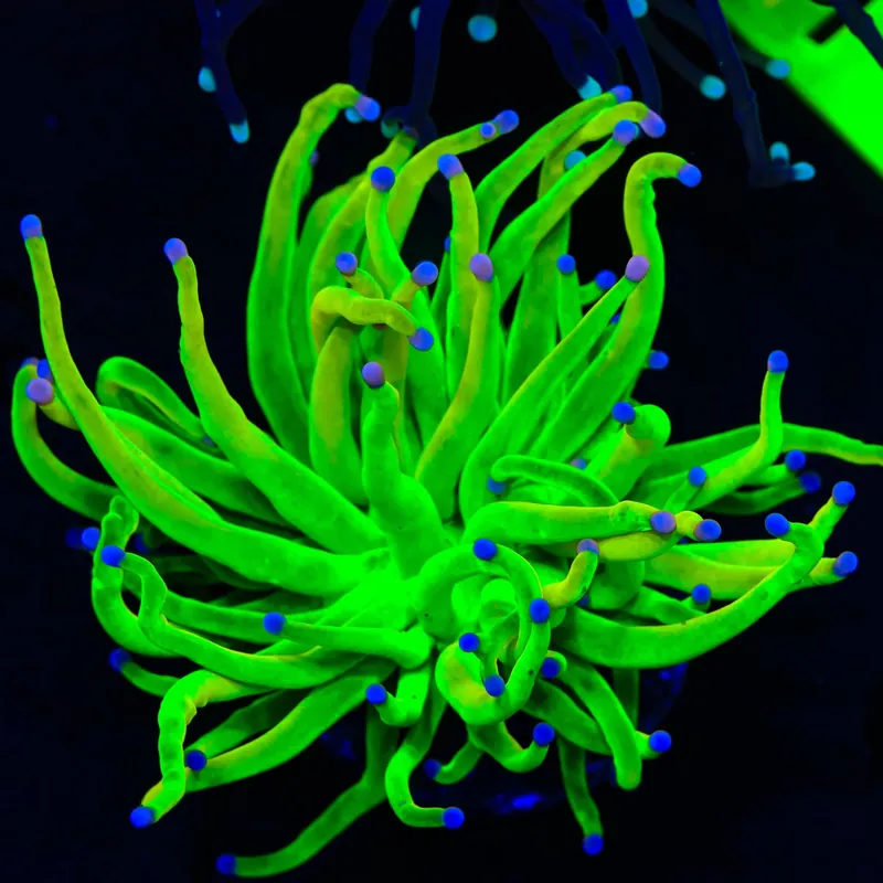 TSA Holy Grail Cotton Candy Torch Coral - Top Shelf Aquatics