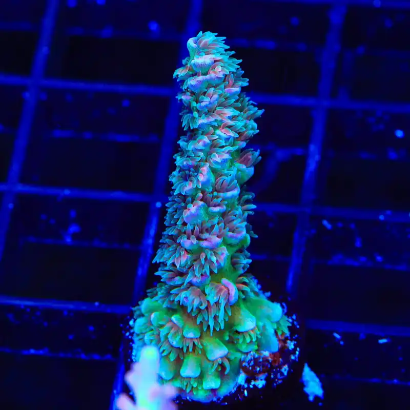 TSA Peach Tree Tenuis Acropora Coral - TSA Coral