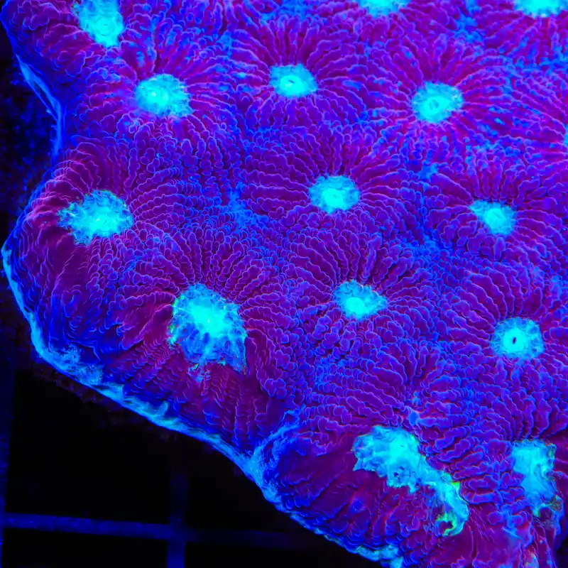 TSA Deep Soul Favia Coral - Top Shelf Aquatics