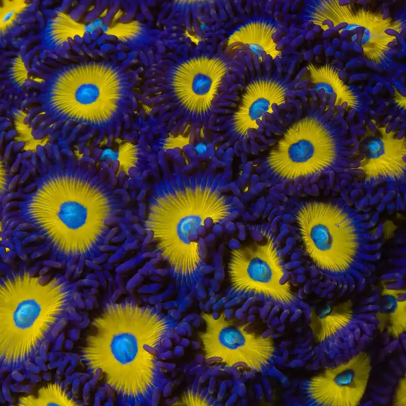 Vulcan Blood Zoanthids Coral - Top Shelf Aquatics