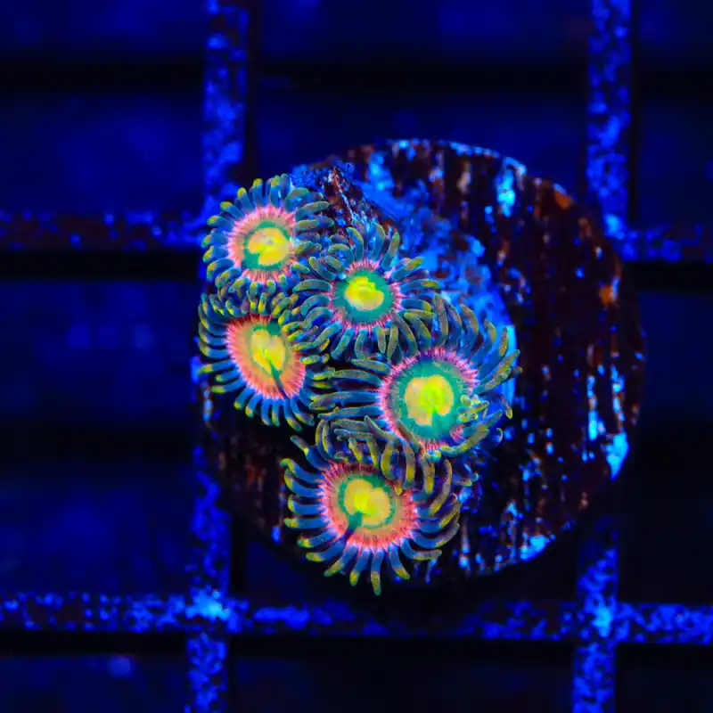 Laser Lemon Zoanthids Coral - Top Shelf Aquatics