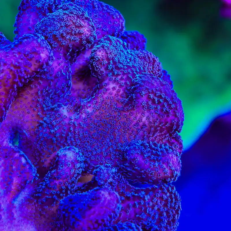 Purple Stylophora Coral - Top Shelf Aquatics
