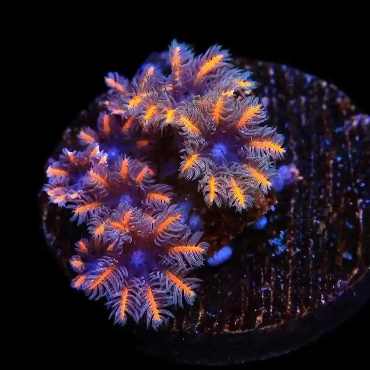 TSA Candy Corn Clove Polyp Coral - Top Shelf Aquatics
