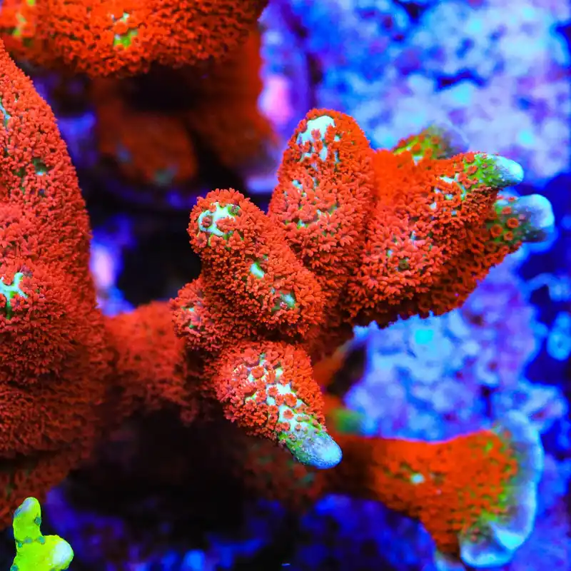 Forest Fire Digitata Montipora Coral - Top Shelf Aquatics
