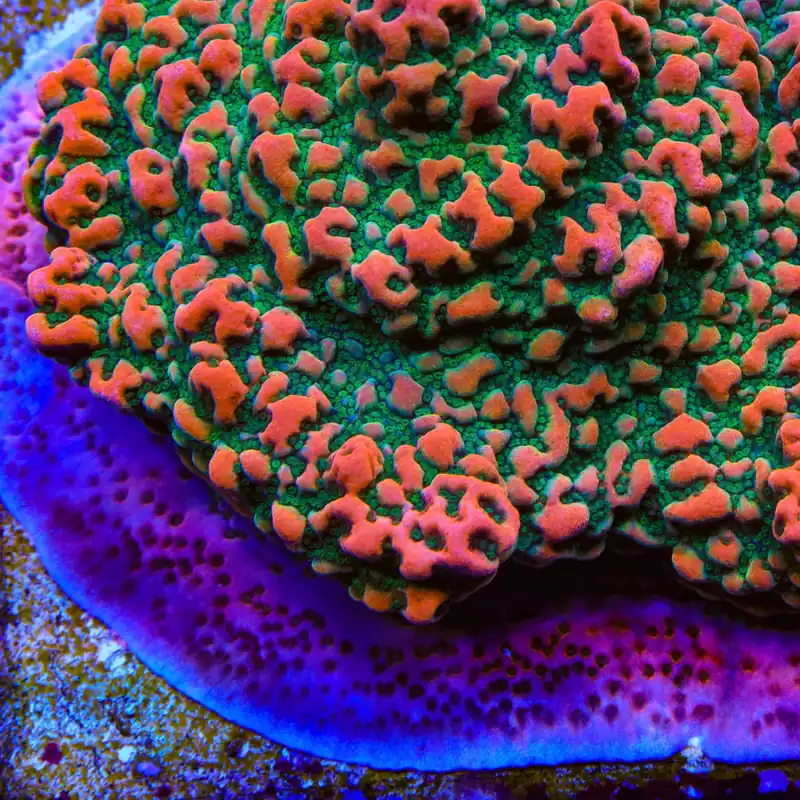 Cherry Tree Montipora Coral - Top Shelf Aquatics