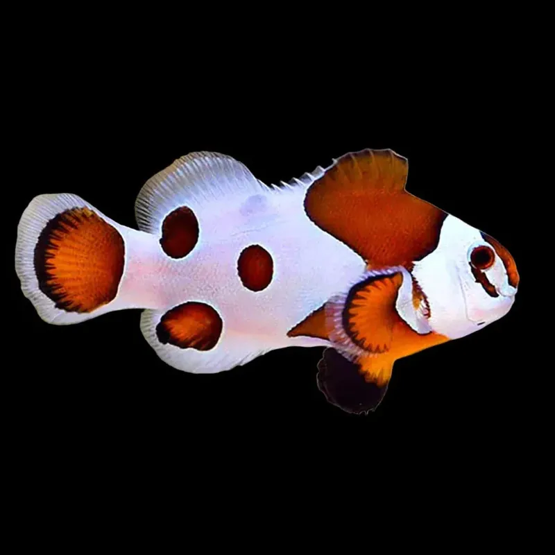 Orange Storm Clownfish — Amphiprion ocellaris - TSA Fish