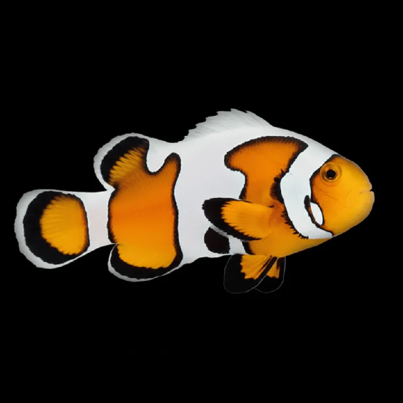 Premium Gladiator Clownfish - Amphiprion ocellaris