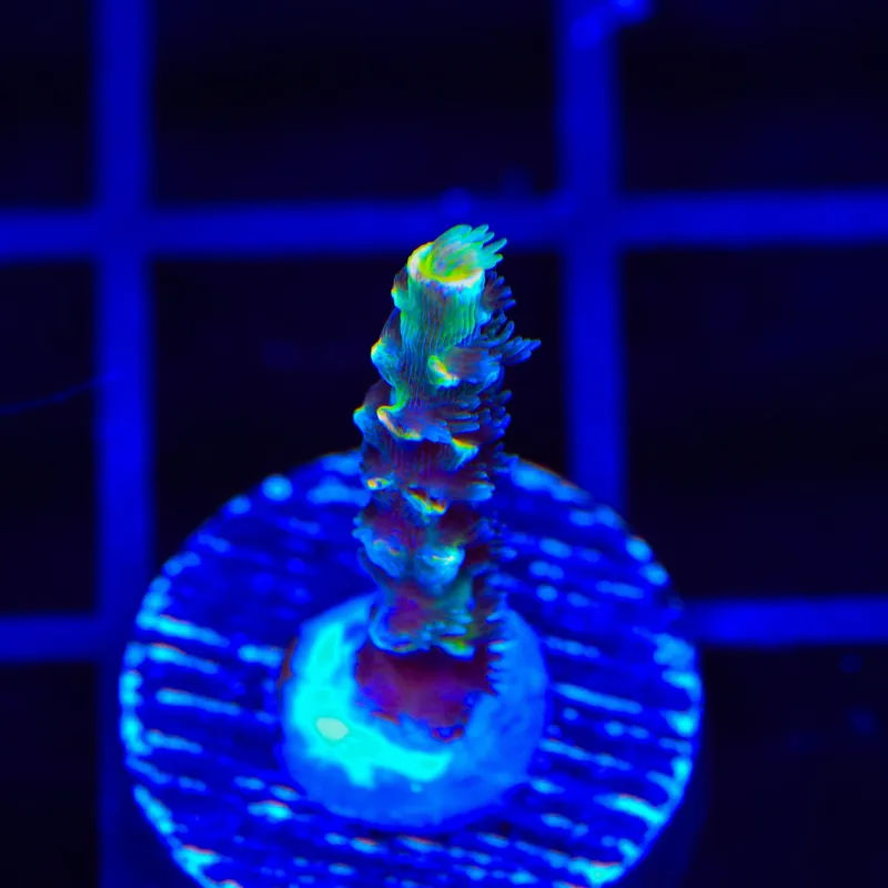 BkChem Froot Loops Acropora Coral - TSA Coral