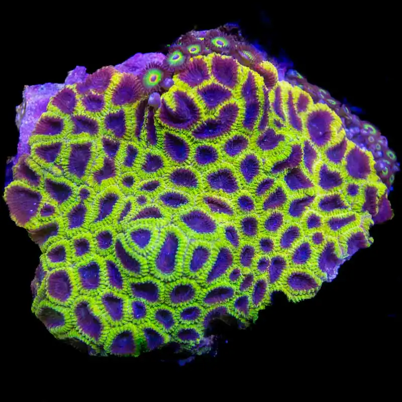 TSA Wolverine Favia Colony Coral - Top Shelf Aquatics
