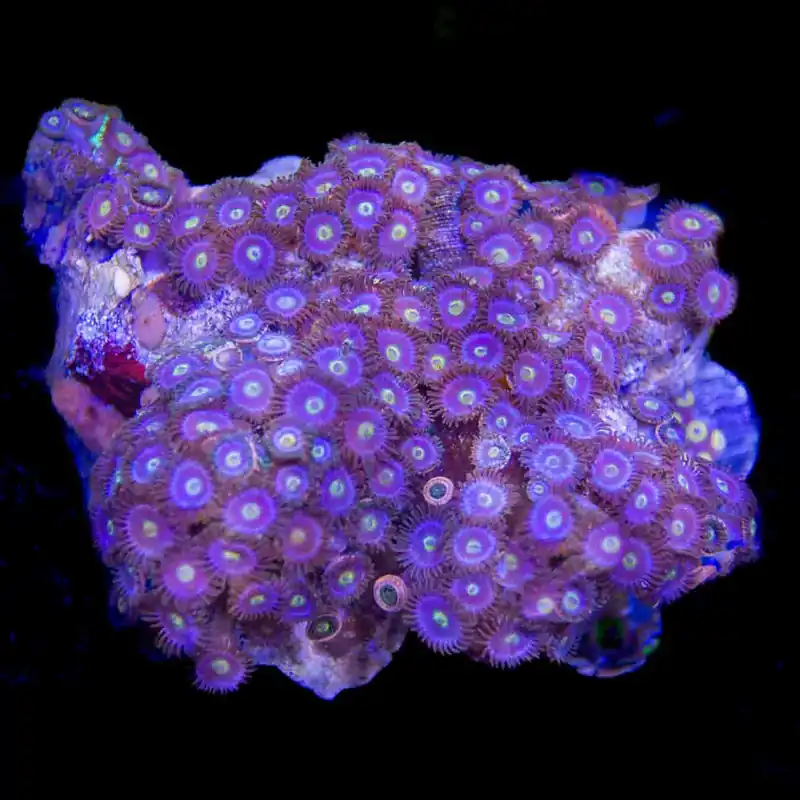 Blueberry Zoanthids Colony Coral - Top Shelf Aquatics