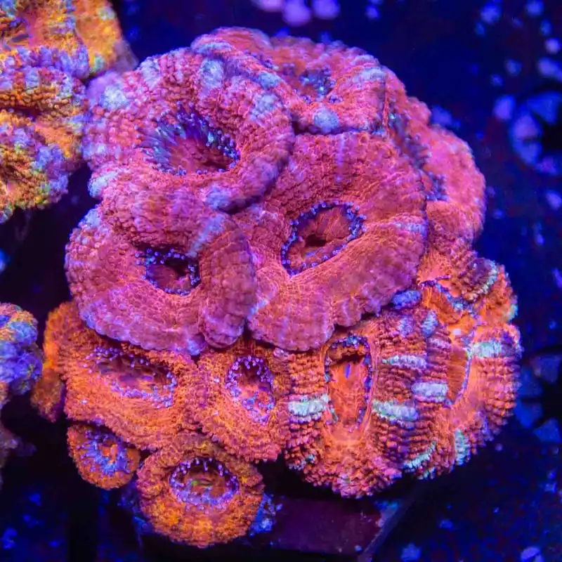 Ultra Acan Colony Coral - Top Shelf Aquatics