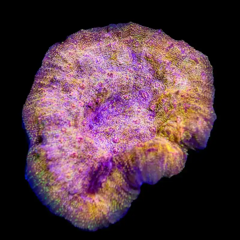 CB El Diablo Chalice Colony Coral - Top Shelf Aquatics