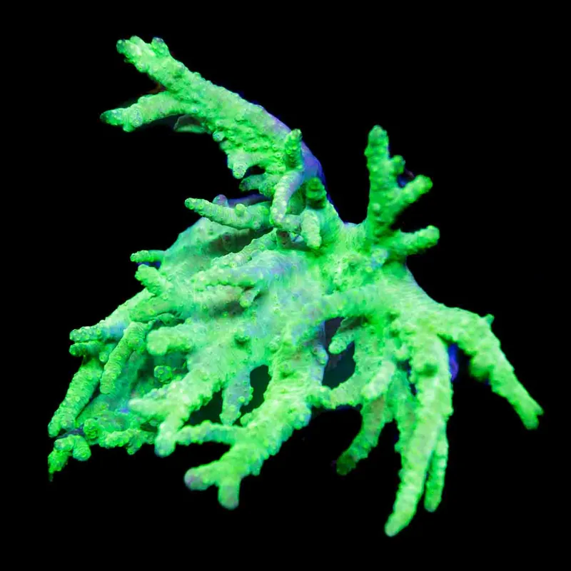 Alien Hand Leather Colony Coral - Top Shelf Aquatics