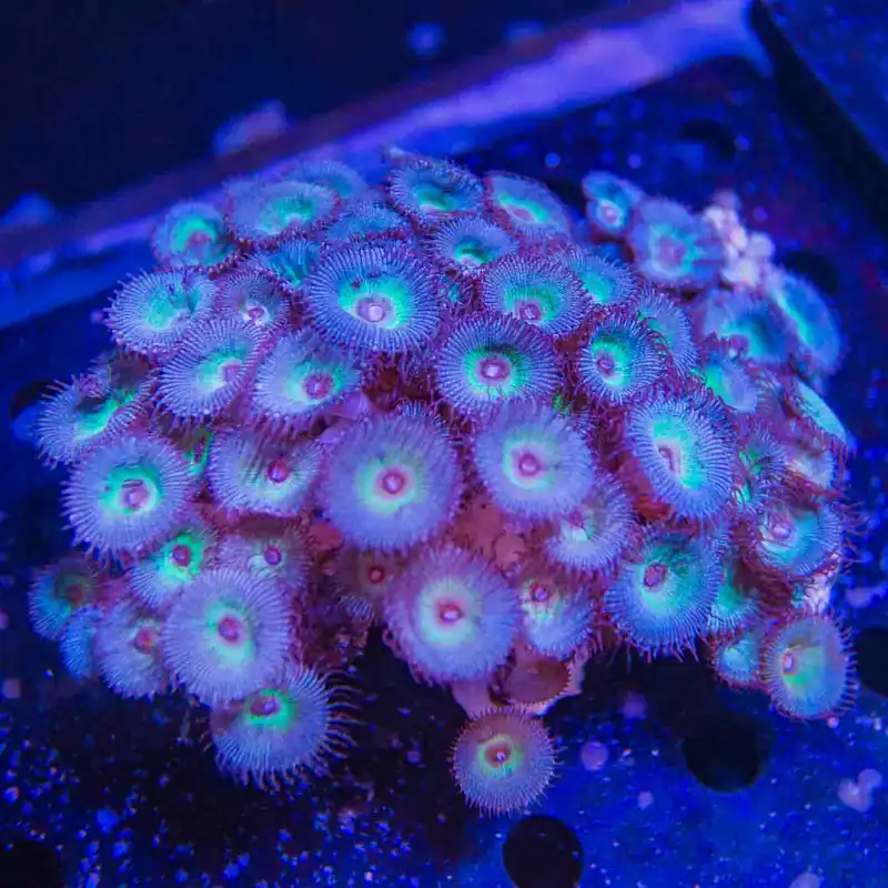 TSA Peacock Palythoas Colony Coral - Top Shelf Aquatics