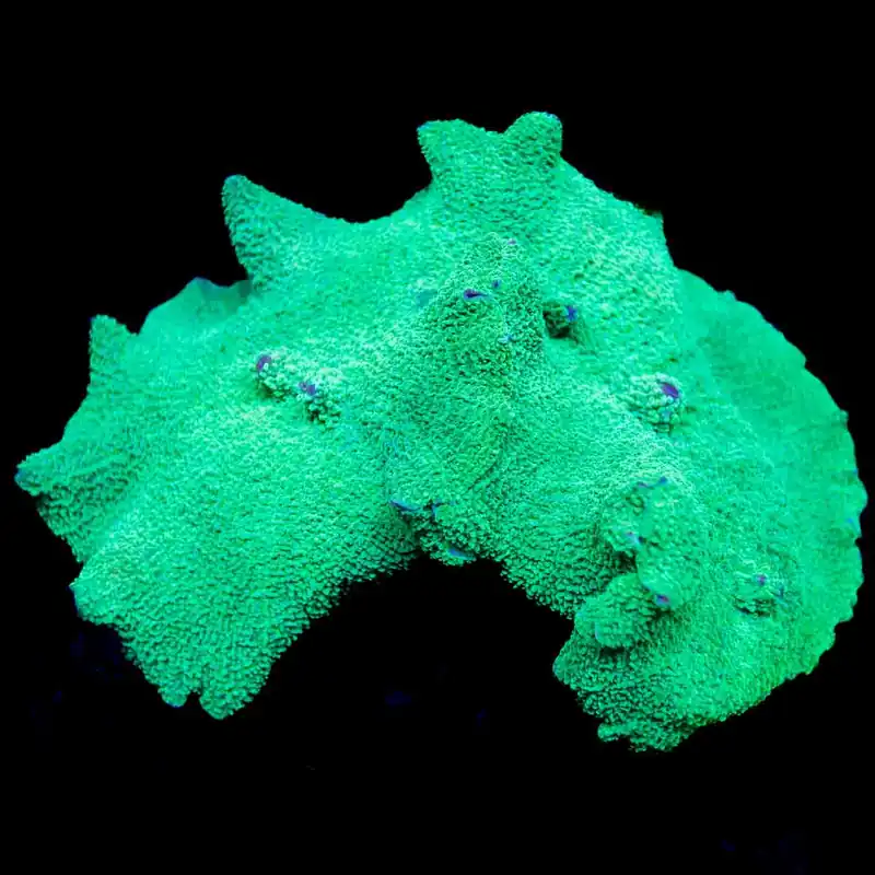 Green Elephant Mushroom Coral - Top Shelf Aquatics