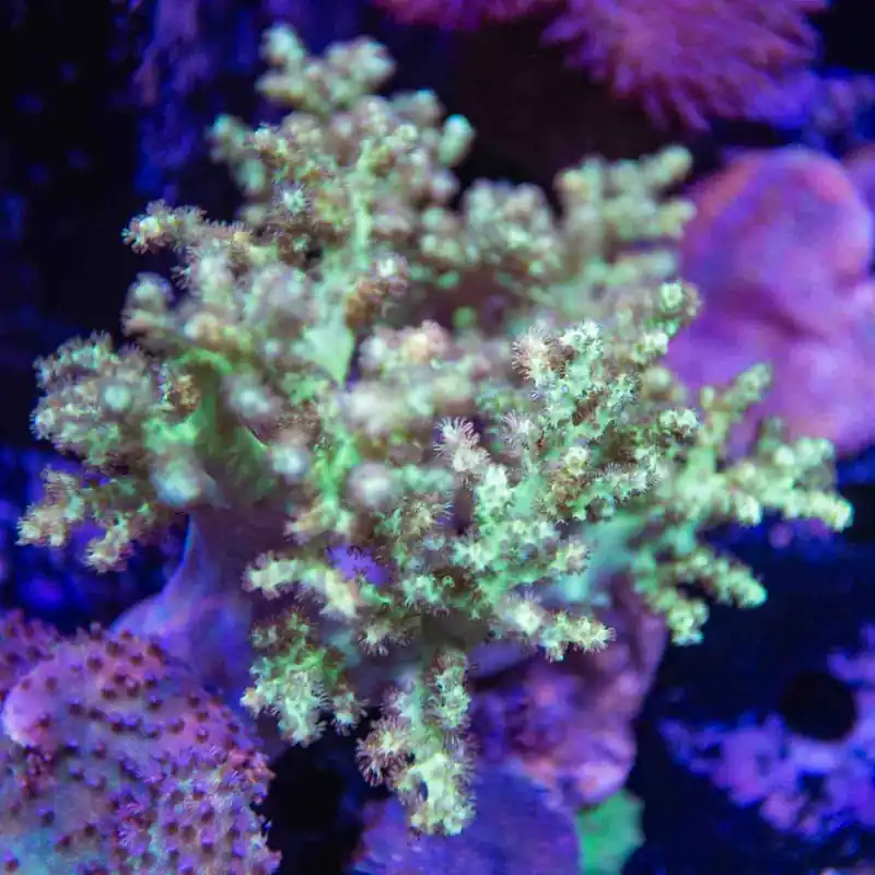 Ultra Leather Colony Coral - Top Shelf Aquatics