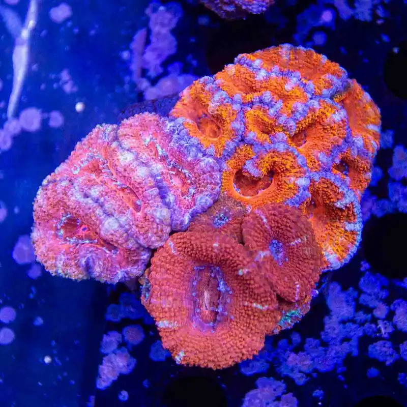 Ultra Acan Colony Coral - Top Shelf Aquatics