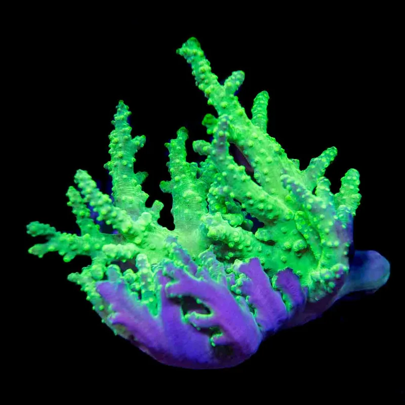 Alien Hand Leather Colony Coral - Top Shelf Aquatics