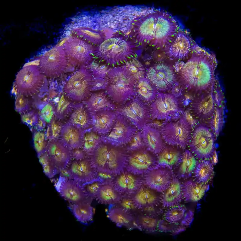 WWC Pandora Zoanthids Colony Coral - Top Shelf Aquatics