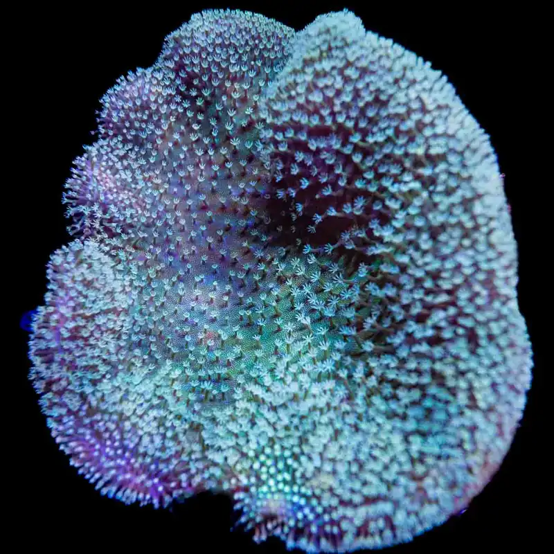 Ultra Leather Colony Coral - Top Shelf Aquatics