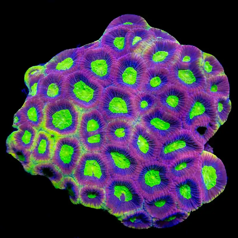 Dragon Soul Favia Colony Coral - Top Shelf Aquatics