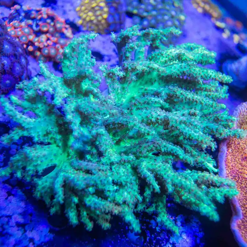 Green Leather Colony Coral - Top Shelf Aquatics