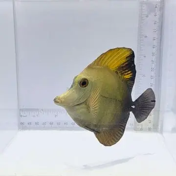 Frosted Tips Koi Tang – Zebrosoma scopas x flavescens - TSA Fish