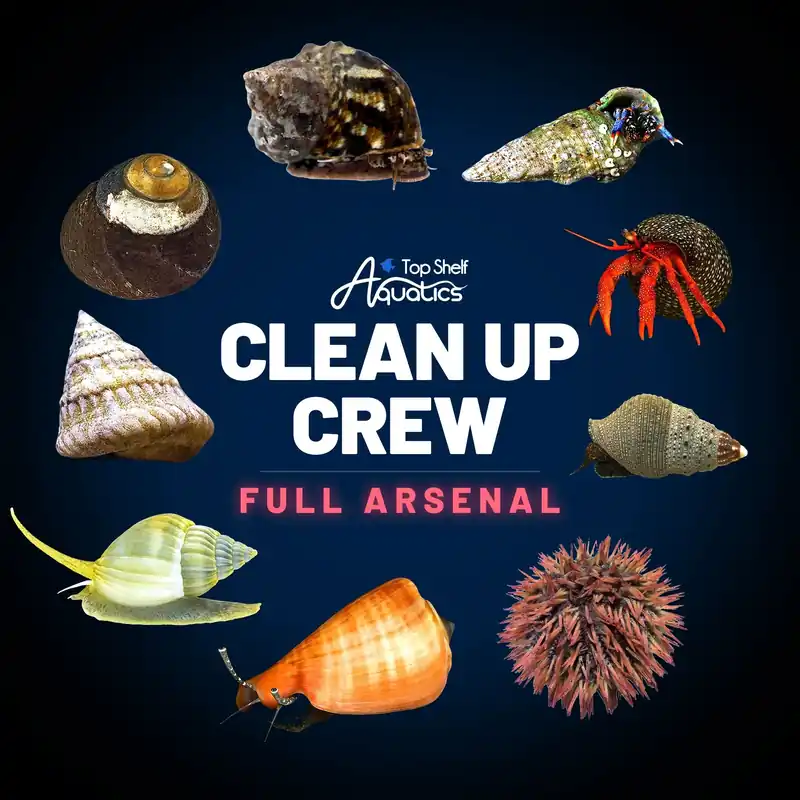 Clean Up Crew Invertebrate Pack – Full Arsenal - TSA Inverts