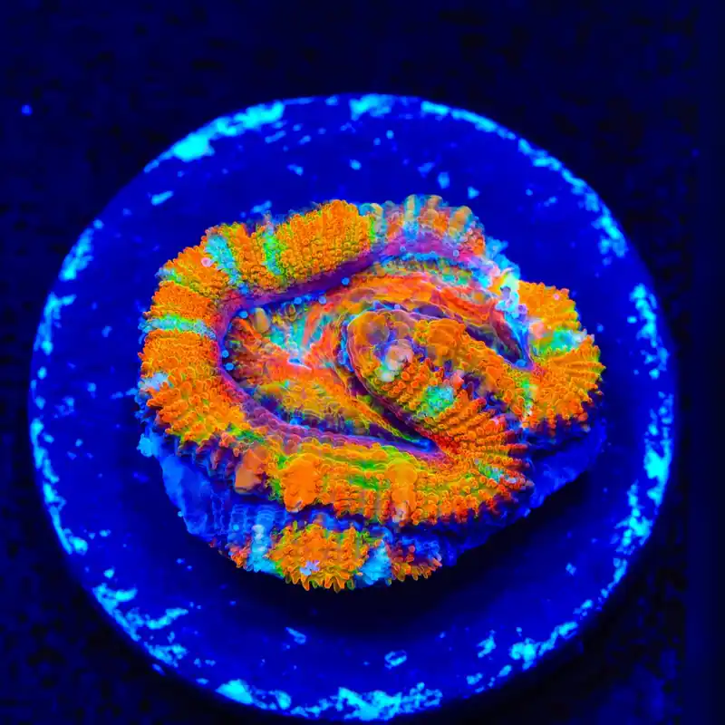 TSA Screaming Orange Acan Coral - Top Shelf Aquatics