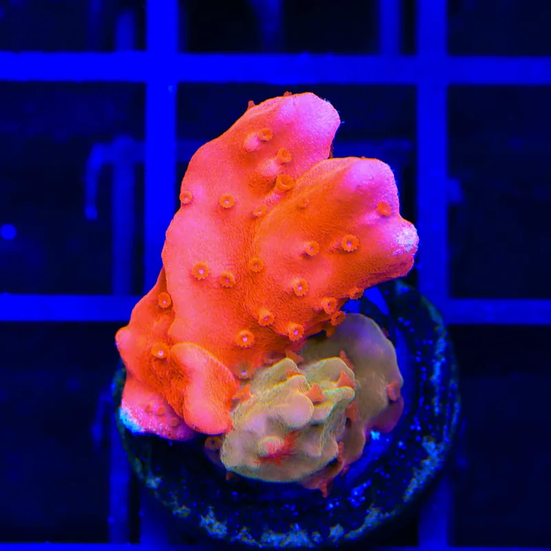 TSA Sunny D Splash Grafted Setosa Montipora Coral - TSA Coral