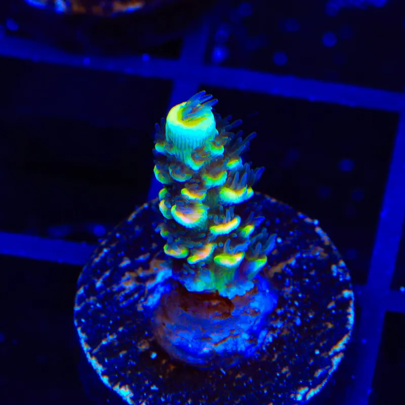 BkChem Froot Loops Acropora Coral - TSA Coral