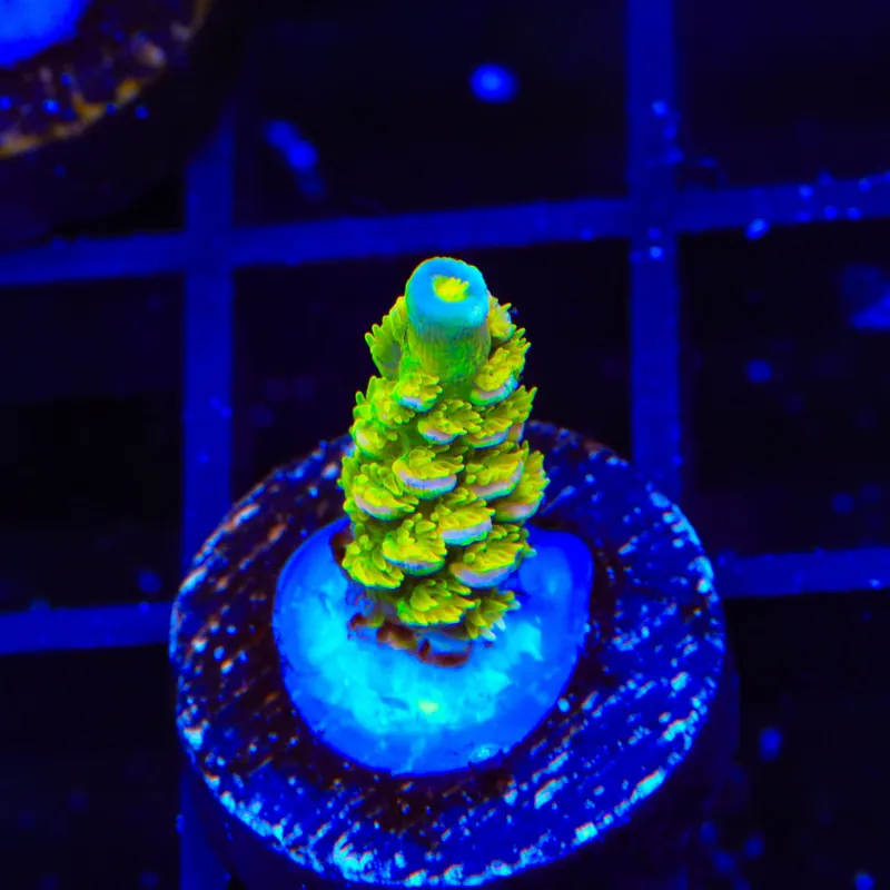 Walt Disney Tenuis Acropora Coral - Top Shelf Aquatics