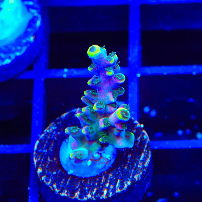 TSA Bollywood Acropora Coral - Top Shelf Aquatics