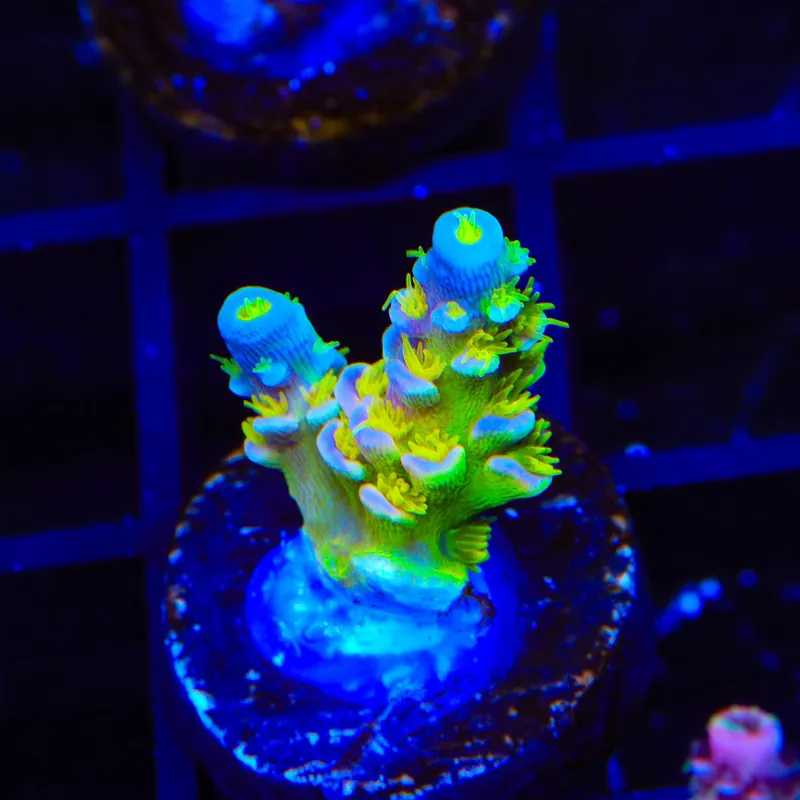 Walt Disney Tenuis Acropora Coral - Top Shelf Aquatics