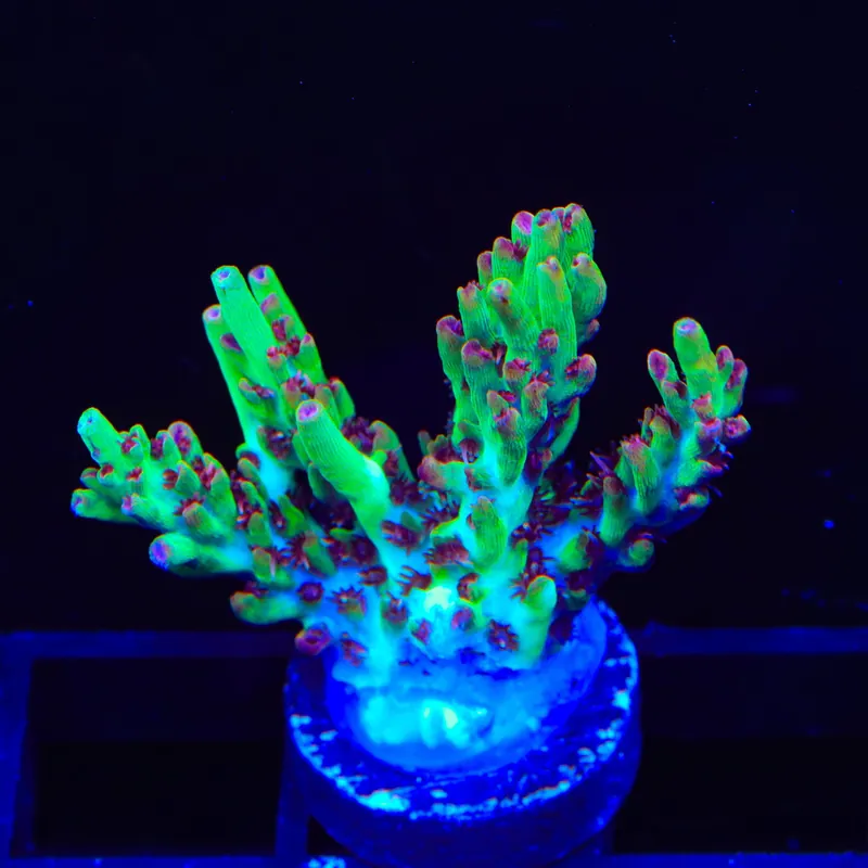 TSA Strawberry Shortcake Acropora Coral - Top Shelf Aquatics
