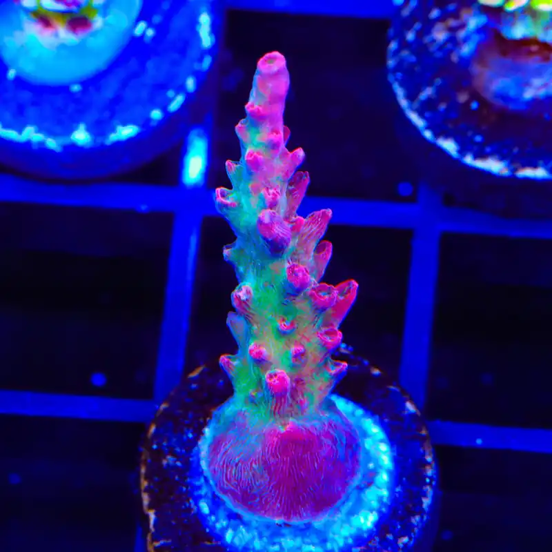 TSA Victoria Secret Acropora Coral - Top Shelf Aquatics