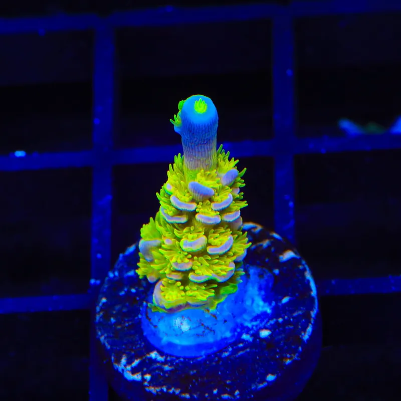 Walt Disney Tenuis Acropora Coral - Top Shelf Aquatics