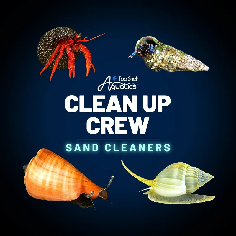 Clean Up Crew Invertebrate Pack – Sand Cleaners - TSA Inverts