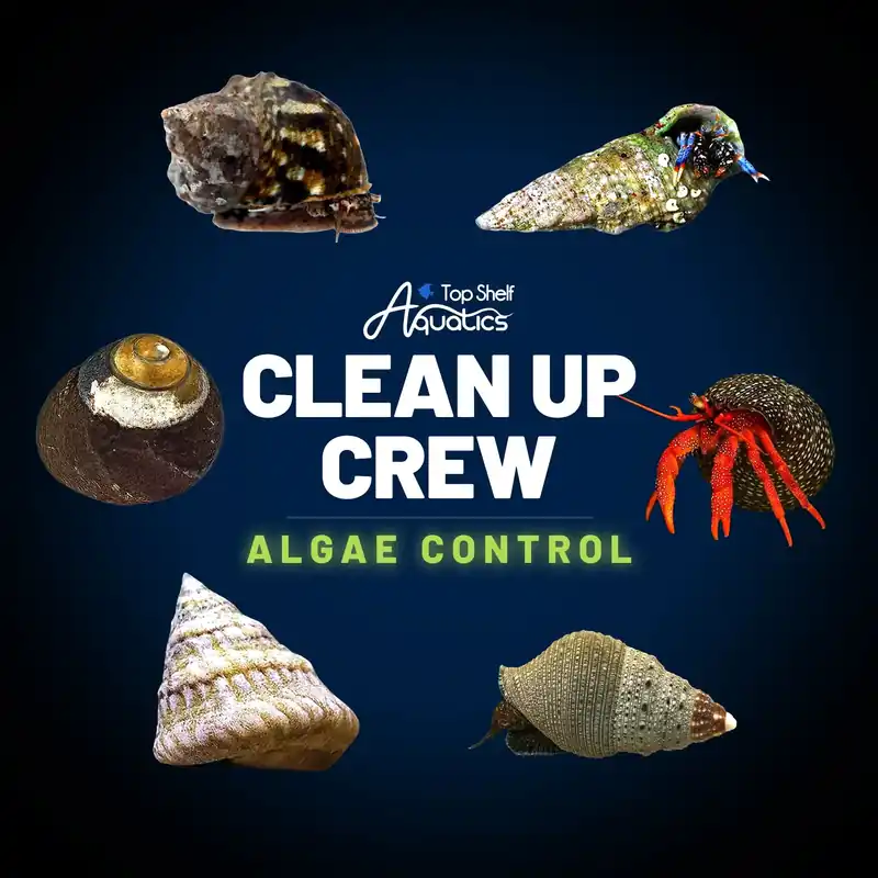 Clean Up Crew Invertebrate Pack – Algae Control - TSA Inverts